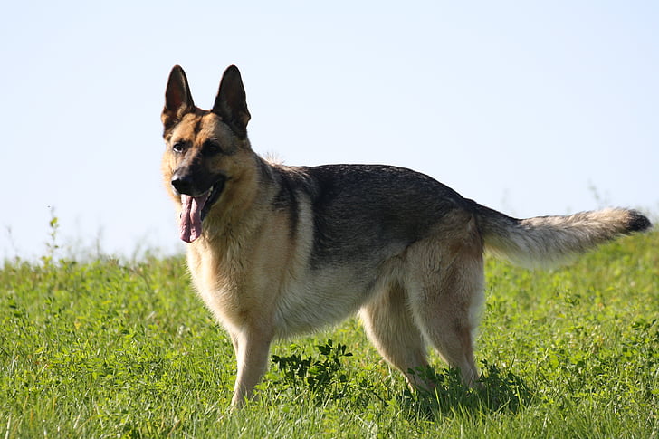 pastor alemany, gossos, animal de companyia, vigilant, animals