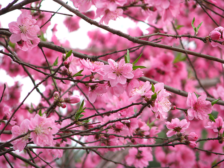 꽃, yuyuantan, 핑크