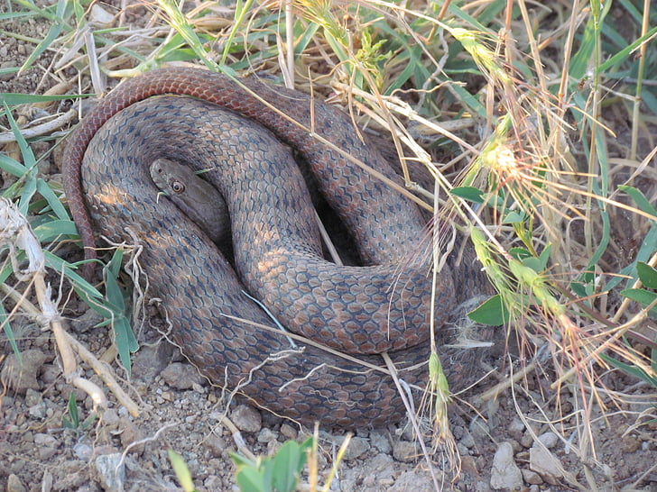 serpiente roja, Kızılırmak cuenca, no tóxico, serpiente, reptil, animal, flora y fauna