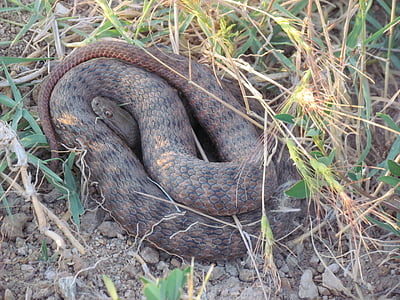 serpente vermelha, bacia de Kızılırmak, Não-tóxico, cobra, réptil, animal, vida selvagem