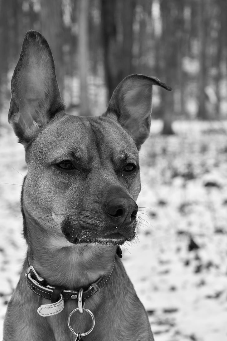 dog, forest, snow, black and white, pets, animal themes, one animal