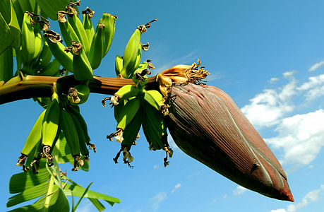 plátano, árbol de plátano, racimo de bananos, fruta, plantas, alimentos, naturaleza