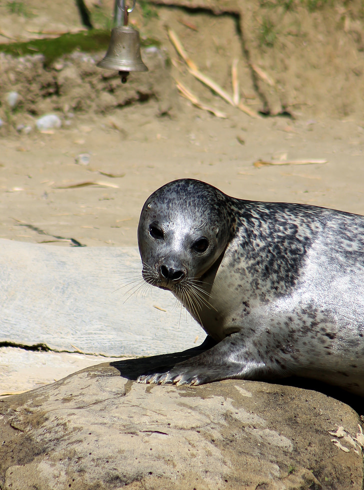 Seal, Zoo, vatten