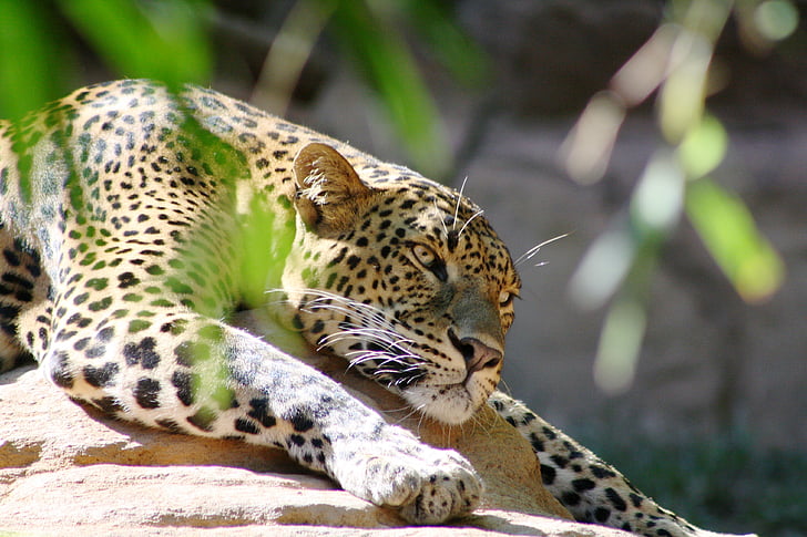 Leopard, Feline, naturen, fläckar, köttätande, tassar, claws