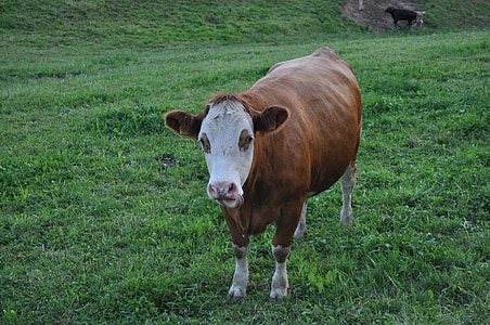 tehén, marhahús, legelő, horzsolás, tehenek, állattenyésztés, tehén tej