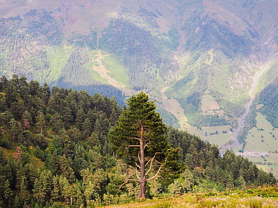 eenzame boom, helling, Bergen, landschap, natuur, berg, op reis gaat