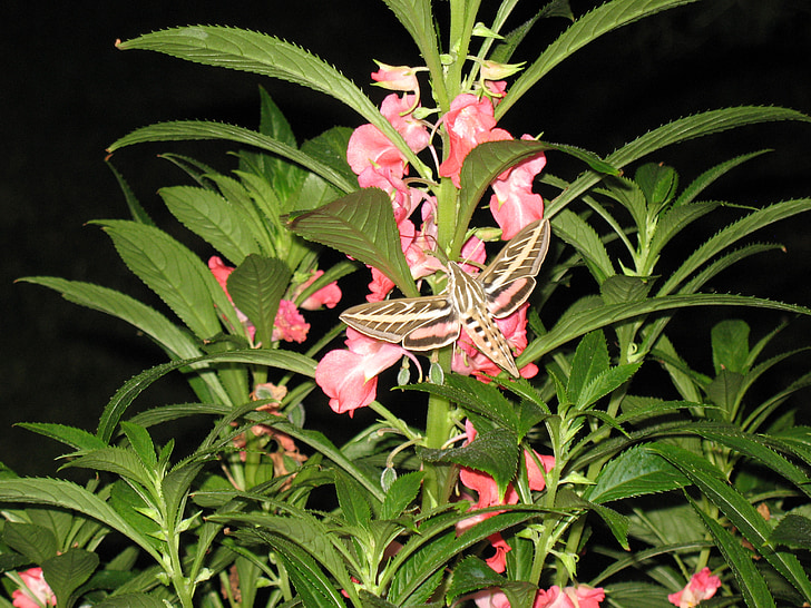 Kolibri-Motte, Moth Flug, Flügel, fliegen, Nachtfalter