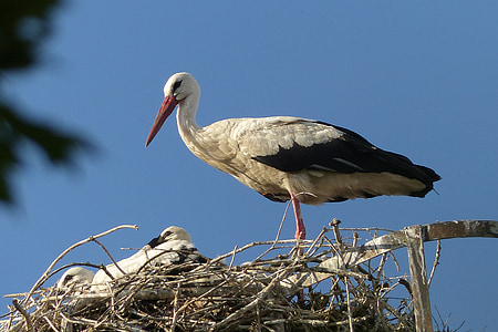 stork, animals, bird, plumage, feather, fly, rattle stork