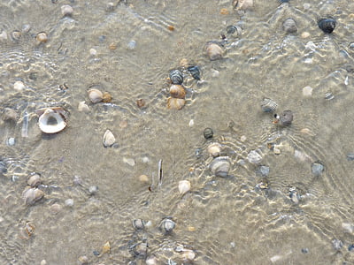 Wasser, Muscheln, Meer, Sand, Strand, Surf, Hintergrund