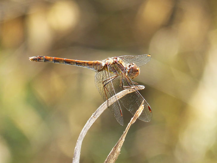 dragonfly, detail, wings, macro, insect, nature, animal