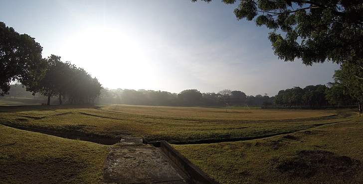 pemandangan, Flora, pohon, bidang, alam