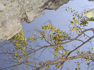 Zweige, Baum, Sol, Silhouette, am Nachmittag, Landschaft, São João del rei