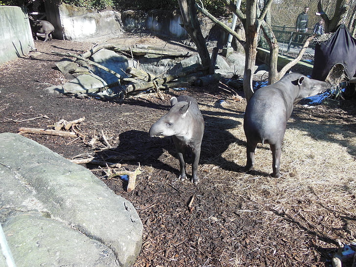 tapir, laagland tapir, Tapirus terrestris, regenwoud dieren, zoogdieren, Zuid-Amerika, hoefdieren