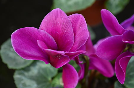 flowers, nature, purple, plant, flower, pink Color, petal