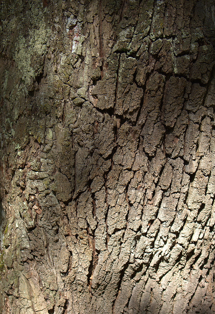 tree, bark, nature, structure, oak