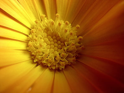 dzeltena, kliņģerīte, Pavasaris, puķe