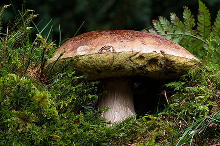 common mushroom, boletus edulis, mushroom, herrenpilz, boletus, noble rot, valuable