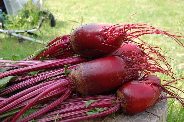beet, plant, red, vegetable, from the garden, haulm, vegetable garden