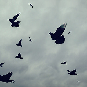 birds, flight, sky, wing, flying, nature, feather