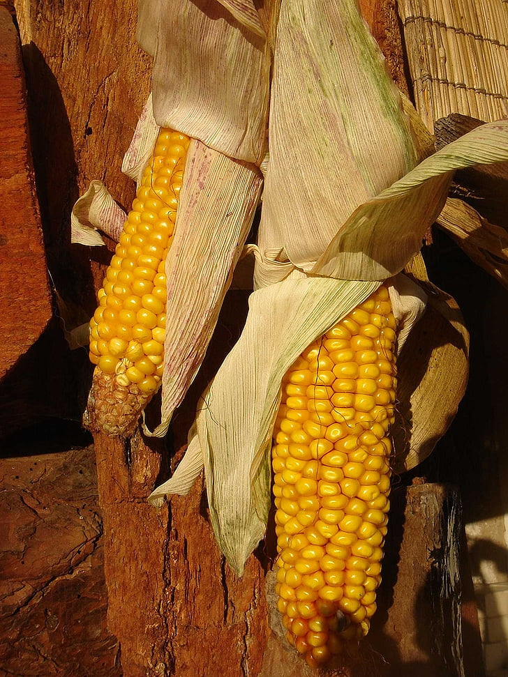 milho, seca, colheita, Outono, decoração, amarelo, orelha