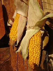 majs, tør, høst, efterår, dekoration, gul, øre