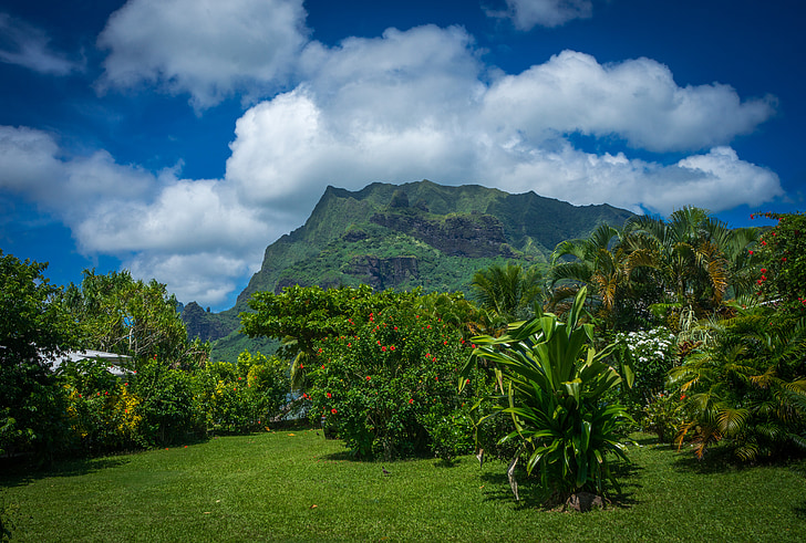 moorea, garden, south pacific, french polynesia, exotic, nature, paradise