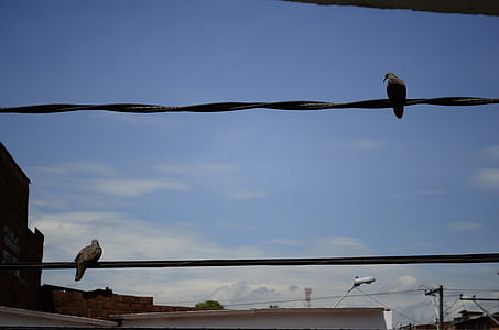 птицы, Медельин, небо