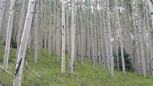 Wald, Aspen, Bäume, Wald, Colorado, im freien, Landschaft