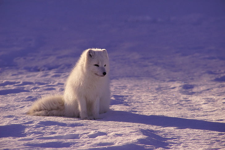 Polarwolf, Pelz, Säugetier, im freien, Schatten, Schnee, weiß