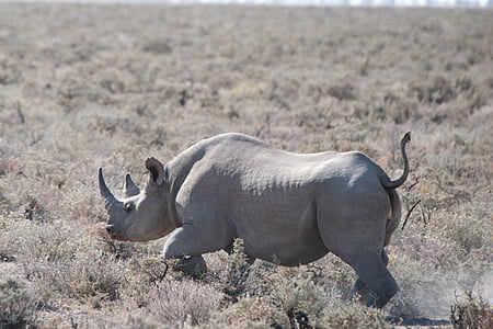 rhino, safari, etosha national park, big five, horn, wilderness, animal