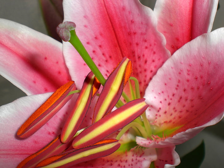 kukka, Lily, vaaleanpunainen