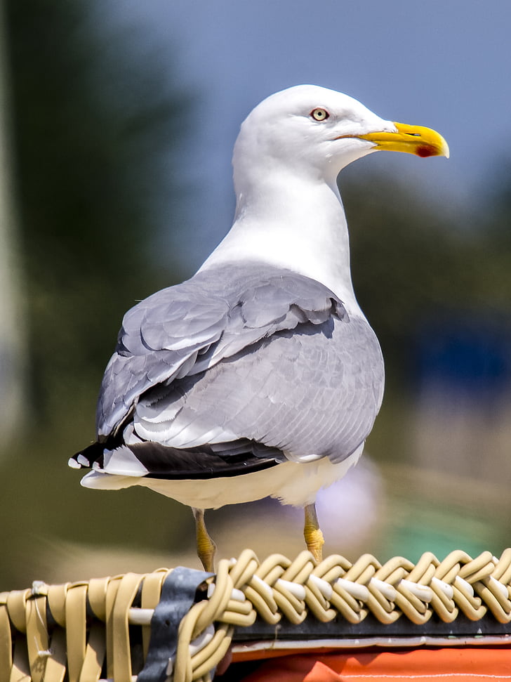 seagull, herring gull, bird, water bird, nature, animal
