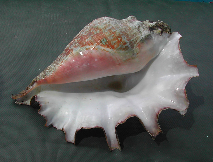 jedlé shell, Lambi, Karibská oblast
