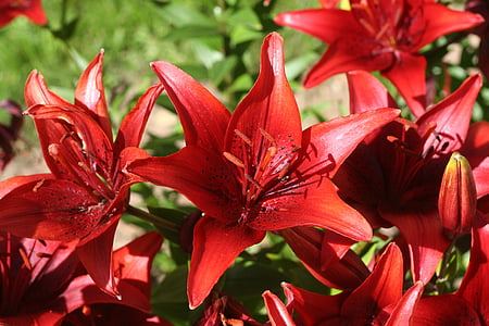 Hoa, Lily, màu đỏ, Hoa, hương thơm, Thiên nhiên, hoa mùa hè