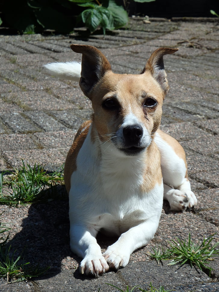dog, doggy, garden, animals, pet, jack russell, dogs