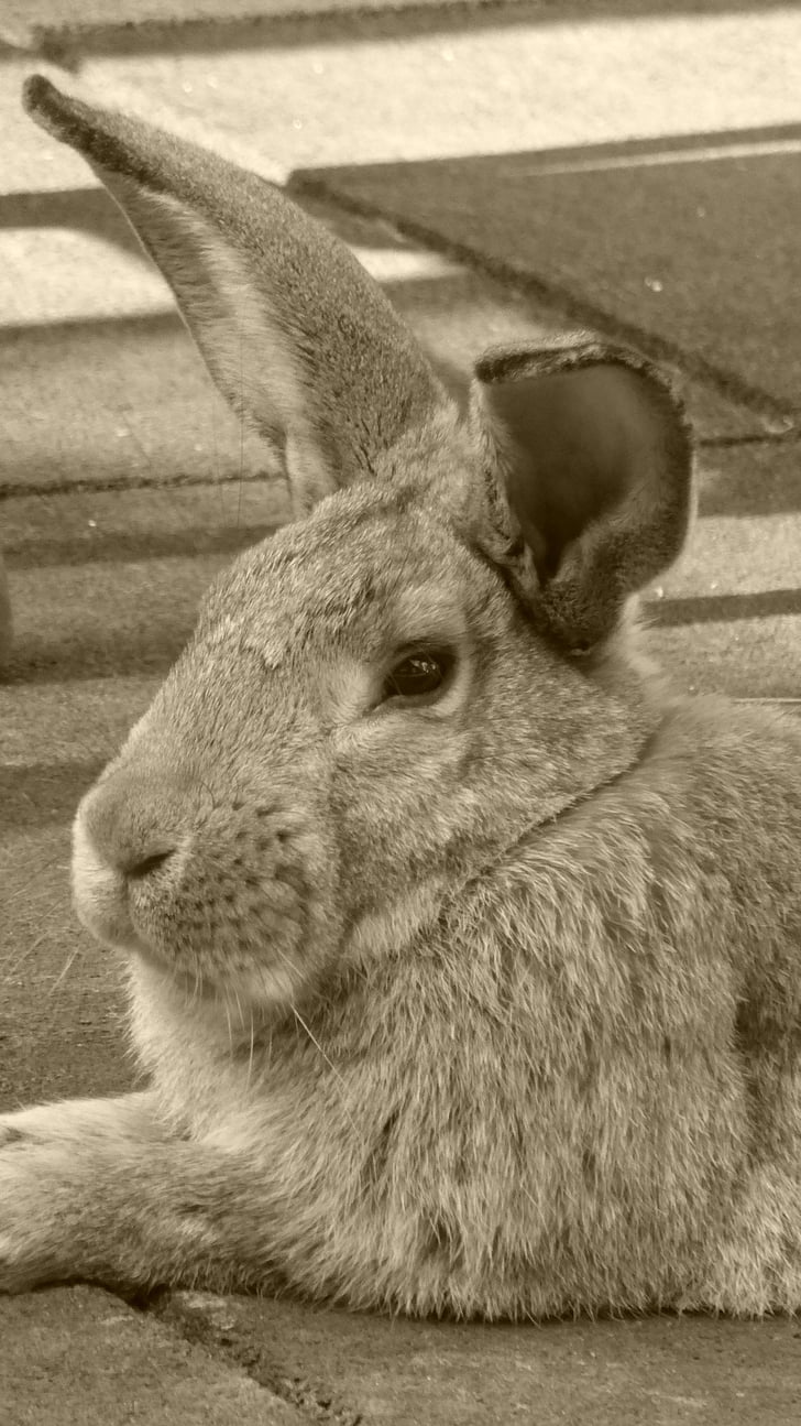 kanin, Hare, dyr, Pet, nager, ører, skeen