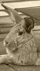 rabbit, hare, animal, pet, nager, ears, spoon