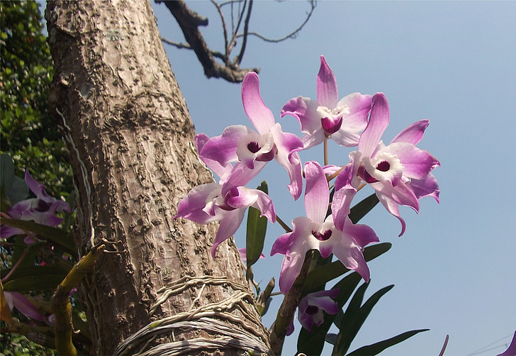 flores, orquídeas, jardim, Brasil, Suzano, Amazônia