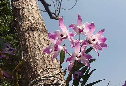 fleurs, orchidées, jardin, Brésil, Suzano, Amazon