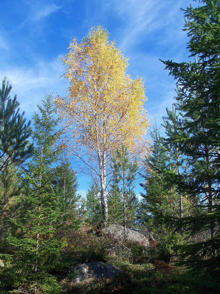 breza, Forest, Švédsko, jeseň, Jesenná nálada