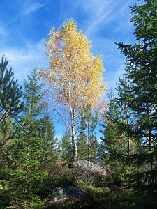 bērzs, meža, Zviedrija, rudens, rudens noskaņu