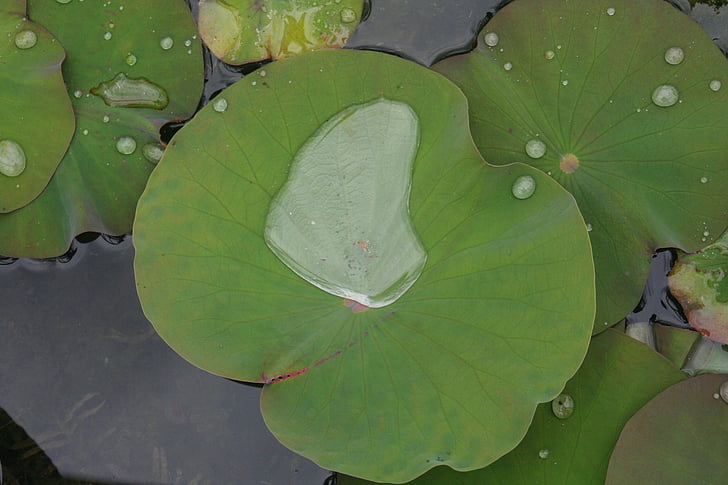 miracles, nell, water, nature, leaf, water Lily, lotus Water Lily