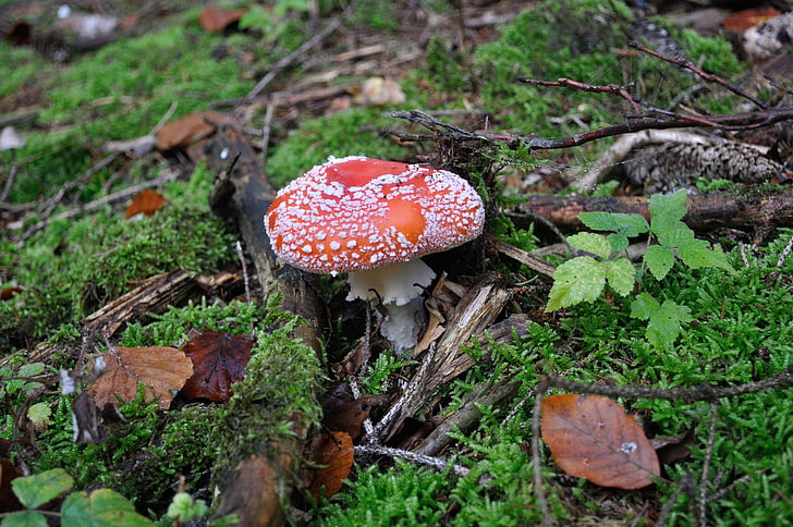 fly agaric, forest, red fly agaric mushroom, mushroom, fungus, fly agaric mushroom, toadstool