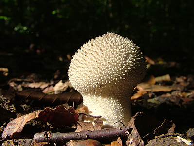 bovist, mushrooms, forest, autumn