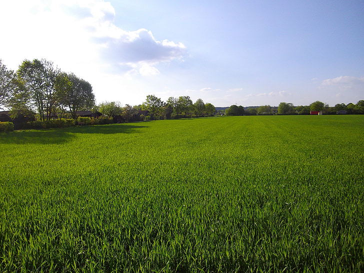 spring, arable, nature, sky, cornfield