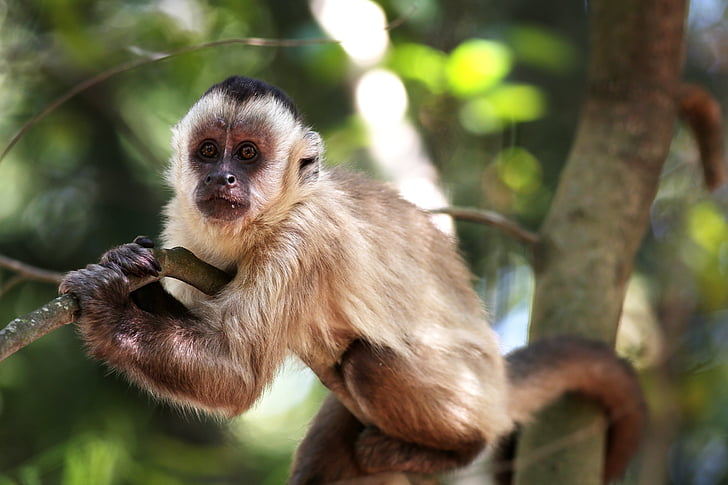 monkey, nail, on the branch, animal, primate, wild, natural habitat