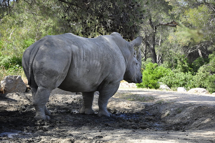 Rhino, čierne nosorožca, Veľká hra, cicavec, Zoo, Afrika, Safari