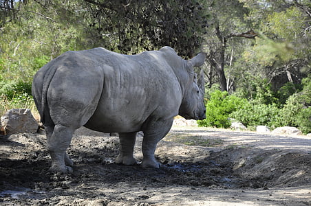 Rinoceronte, Rinoceronte negro, grande jogo, mamífero, jardim zoológico, África, safári