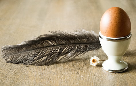 egg, pen, chamomile, tomorrow, breakfast, food, background