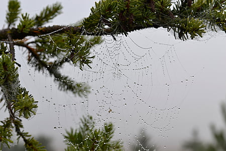nature, web, autumn, spider, rough, drops, pattern